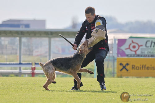 Airedale Terrier Zino von Haus Schirmer